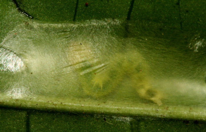 Figura 2. Habitat de <i>Inga</i> Janzen61 (Oecophoridae), vista dorsal, localidad Sendero Albergue Crater Sector Rincón Rain Forest ACG (980m). Voucher: 10-SRNP-1598-DHJ468544.jpg.