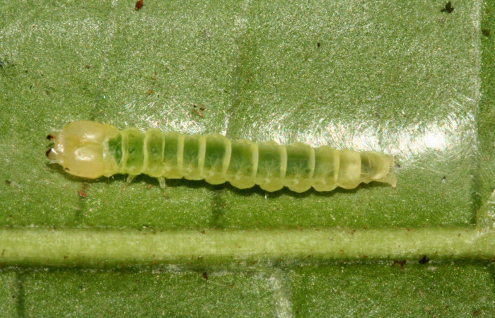 Figura 4. Larva <i>Inga</i> Janzen61 (Oecophoridae), último estadío (U) vista dorsal, localidad Sendero Albergue Crater Sector Rincón Rain Forest ACG (980m). Voucher: 10-SRNP-1598-DHJ468545.jpg.