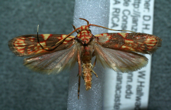 Figura 1. Adulto de <i>Inga</i> Janzen61 (Oecophoridae), vista dorsal, localidad Cerro Pedregal Sector Cacao ACG (1080m). Voucher: 11-SRNP-36763-DHJ563731.jpg.