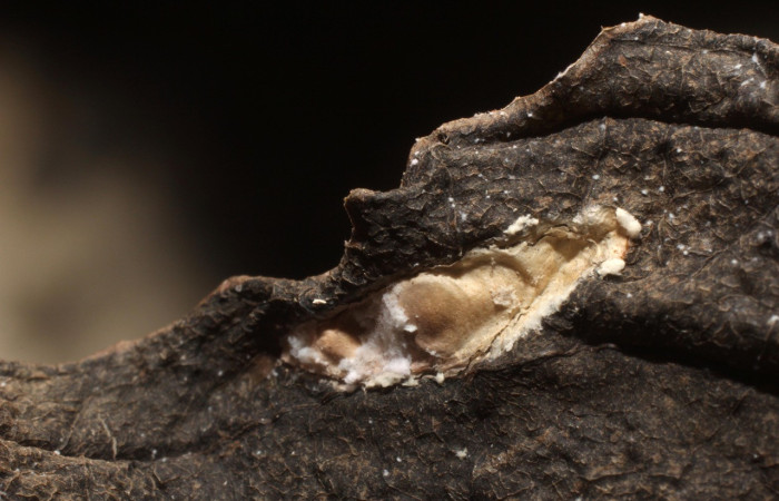 Figura 15. Capullo de parásito bracJanzen01 Janzen01 (Ichneumonidae) que ataca <i>Inga</i> Janzen61 (Oecophoridae), localidad Sendero Huerta Sector San Cristóbal ACG (527m). Voucher: 11-SRNP-4682-DHJ800606.jpg.