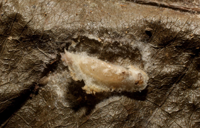 Figura 16. Capullo de parásito <i>Orgilus</i> Janzen10 (Braconidae) que ataca <i>Inga</i> Janzen61 (Oecophoridae), localidad Sendero Huerta Sector San Cristóbal ACG (527m). Voucher: 12-SRNP-1306-DHJ800988.jpg.