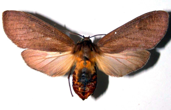 Figura 1. Adulto de <i>Elysius discoplaga</i> (Erebidae). Parte dorsal. Voucher: 00-SRNP-14176-DHJ38906.