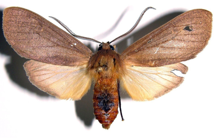 Figura 10. Adulto de <i>Elysius</i> discoplagaDHJ01 (Erebidae). Macho. Parte dorsal. Voucher:01-SRNP-4239-DHJ93884.