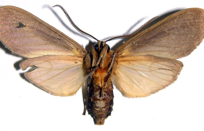Figura 11. Adulto de <i>Elysius</i> discoplagaDHJ01 (Erebidae). Macho. Parte dorsal. Voucher: 01-SRNP-4239-DHJ93885.