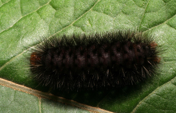 Figura 3. Larva de <i>Elysius discoplaga</i> (Erebidae). Parte dorsal. Voucher: 07-SRNP-1124-DHJ419514.jpg.