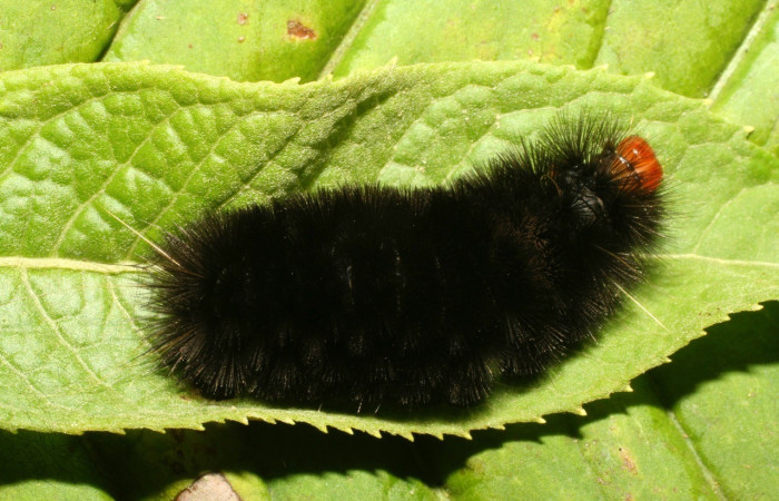Figura 9. Larva de <i>Elysius</i>discoplagaDHJ01 (Erebidae). Parte dorsal. Voucher: 09-SRNP-30928-DHJ458347.jpg.