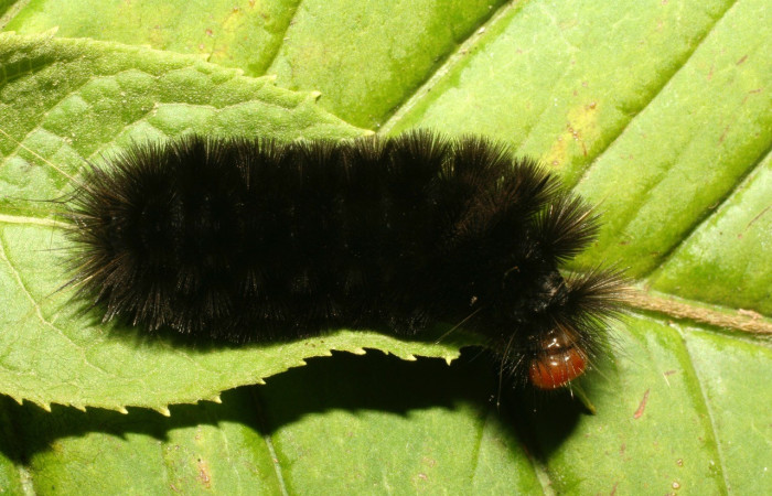 Figura 8. Larva de <i>Elysius</i> discoplagaDHJ01 (Erebidae). Parte lateral. Voucher: 09-SRNP-30928-DHJ458348.jpg.