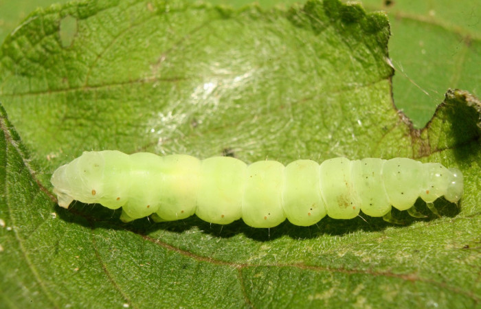 Figura 5. Prepupa de <i>Notioplusia illustrata</i> (Noctuidae), vista lateral, localidad Medrano Estación Biológica Quica, Sector Pitilla ACG (380m). Voucher: 14-SRNP-70003-DHJ703670.jpg.
