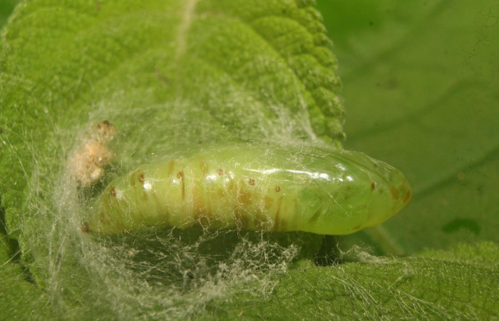 Figura 8. Pupa de <i>Notioplusia illustrata</i> (Noctuidae), vista lateral, localidad Medrano Estación Biológica Quica, Sector Pitilla ACG (380m). Voucher: 14-SRNP-70004-DHJ703684.jpg.