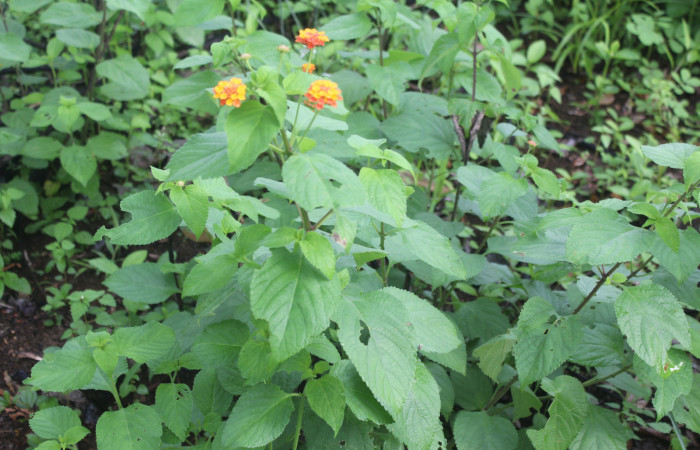 Figura 15. Planta hospedera de larva <i>Notioplusia illustrata</i> (Noctuidae), esta planta se llama <i>Lantana camara</i> (Lamiaceae), localidad Medrano, Estación Biológica Quica Sector Pitilla ACG (380m), foto: Ricardo Calero, 02 Agosto 2023.