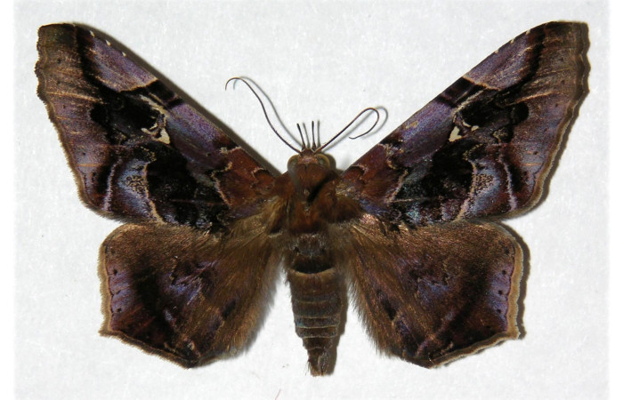 Fig. 7. Adulto de <i>Euclystis guerini</i> (Erebidae), morfologicamente muy similar a los patrones de sus alas que presenta los adultos de <i>Euclystis</i> Poole01 y <i>Euclystis </i>Poole05 . Voucher: 01-SRNP-13316-DHJ312580.