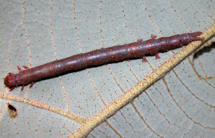 Fig. 5. <i>Euclystis</i> Poole01 (Erebidae), larva último estadío con puntos de color naranja sobre su dorso, planta hospedera <i>Ochroma pyramidale</i> (Malvaceae). Voucher: 05-SRNP-40459-DHJ406825.