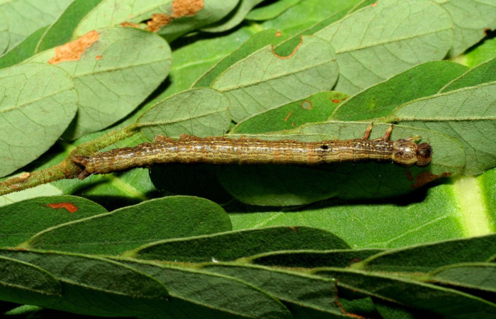 Fig. 1. Larva de <i>Euclystis</i> Poole05 (Erebidae), comiendo <i>Stryphnodendron microstachyum</i> (Fabaceae). Voucher: 06-SRNP-32335-DHJ413420.