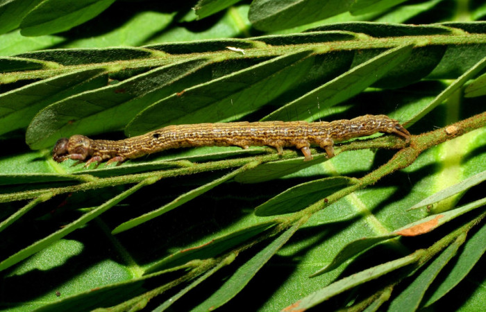 Fig. 13.Oruga de <i>Euclystis</i> Poole05 mudano su cabeza, alimentándose de <i>Stryphnodendron microstachyum</i> (Fabaceae). Voucher: 06-SRNP-32335-DHJ413421.