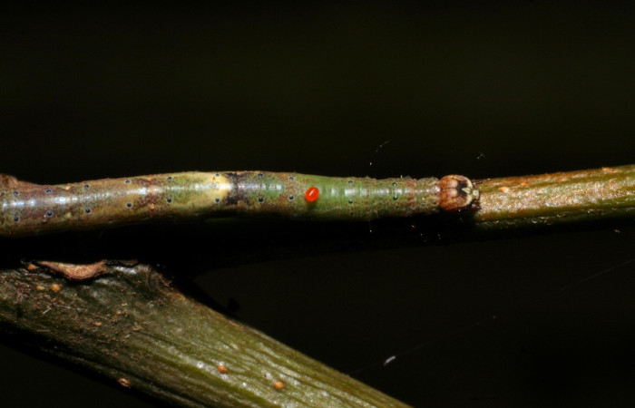 Fig.23. Ácaro sobre dorso de oruga <i>Euclystis</i> Poole05 alimentandose de la hemolinfa. Voucher: 08-SRNP-70689-DHJ443394.