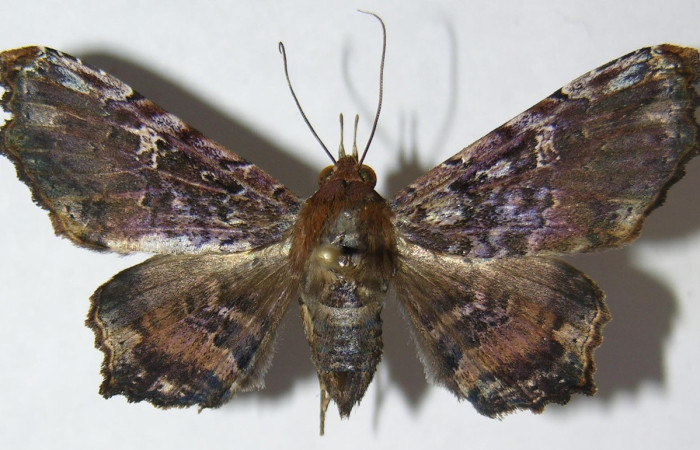 Fig. 12. Adulto de <i>Euclystis sublignaris</i> (Erebidae), patrones de sus alas muy diferentes a <i>Euclystis</i> Poole05 , <i>Euclystis</i> Poole01 y <i>Euclystis guerini</i>. Voucher: 09-SRNP-44848-DHJ514946