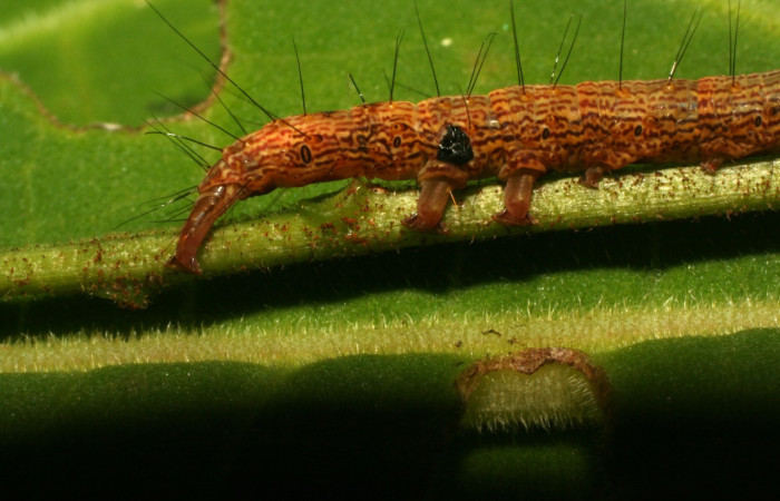Fig.17 Detalle lateral de patas falsas o propatas en <i>Euclystis</i> Poole05 con un punto negro, daño causado por un parásito al salir de su piel. <i>Diolcogaster</i> Janzen01 (Braconidae). Voucher: 10-SRNP-31338-DHJ471902.