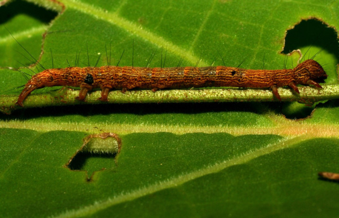 Fig.19. Detalle lateral de patas falsas o propatas en <i>Euclystis</i> Poole05 con un punto negro, daño causado por un parásito al salir de su piel. <i>Diolcogaster</i> Janzen01 (Braconidae). Voucher: 10-SRNP-31338-DHJ471903.