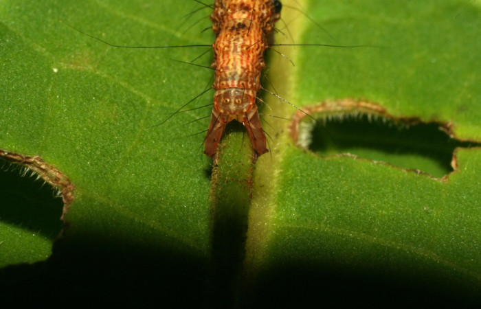 Fig.18.Parte postergó de propatas de <i>Euclystis</i> Poole05 (Erebidae), comiendo. Voucher: 10-SRNP-31338-DHJ471904.