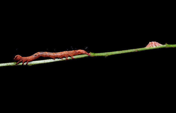 Fig.20. Larva de <i>Euclystis</i> Poole05 con capullo de parásito de <i>Diolcogaster</i> Janzen01 (Braconidae). Voucher: 10-SRNP-31338-DHJ471912.