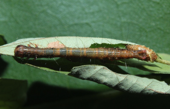 Fig. 9. Oruga de <i>Euclystis isoa</i> parasitado por mgJanzen01 Janzen01 avispa de la familia Braconidae, en la parte posterior se aprecia el capullo. Voucher: 14-SRNP-71932-DHJ726230.