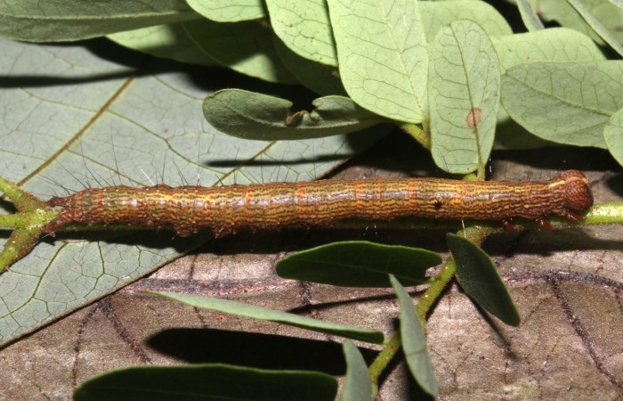 Fig. 14. Larva de <i>Euclystis</i> Poole05 (Erebidae), comiendo <i>Stryphnodendron microstachyum</i> (Fabaceae), al llegar a su madurez larval sus colores se difuminan muy característico de su fase como oruga. Voucher: 17-SRNP-31736-DHJ739474.