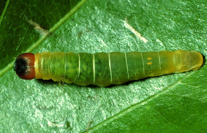 Figura 6. <i>Zera hosta</i> (Hesperiidae) penúltimo estadio, posición dorsal, Sector  San Cristóbal, Quebrada Cementerio. Voucher 01-SRNP-2046-DHJ60719.jpg.