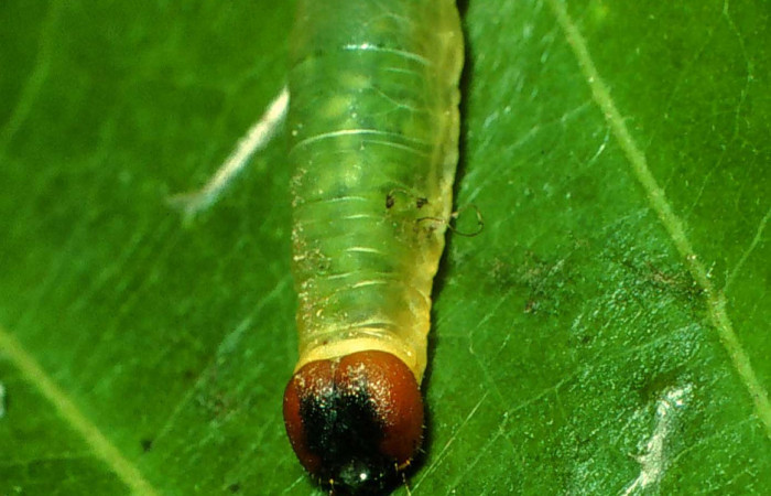Figura 7. <i>Zera hosta</i> (Hesperiidae) penúltimo estadio, posición frontal, Sector  San Cristóbal, Quebrada Cementerio. Voucher 01-SRNP-2046-DHJ60722.jpg.