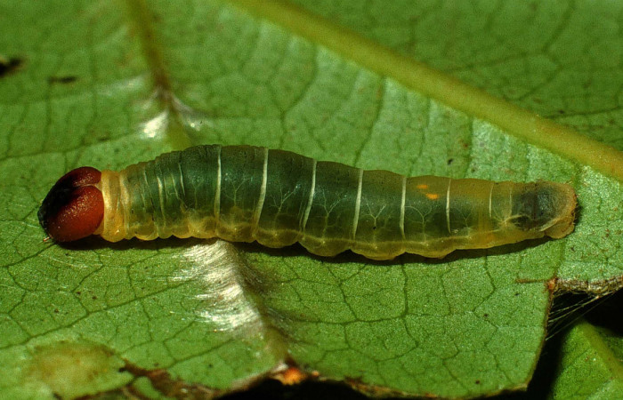 Figura 1. <i>Zera hosta</i> (Hesperiidae) último estadio, posición lateral, Sector  San Cristóbal, Quebrada Cementerio. Voucher 01-SRNP-2288-DHJ61196.jpg.