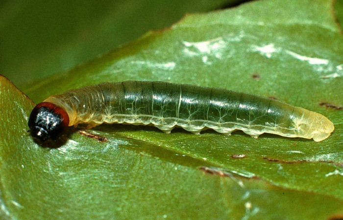 Figura 5. <i>Zera hosta</i> (Hesperiidae) penúltimo estadio, posición lateral frontal. Sector Cacao, Estación Cacao. Voucher 02-SRNP-24382-DHJ70801.jpg.