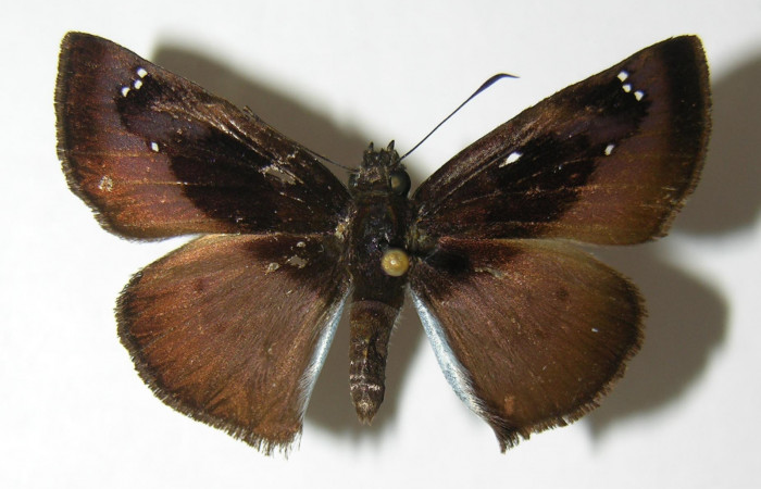 Figura 12. Adulto hembra de <i>Zera hosta</i> (Hesperiidae) vista dorsal. Voucher 02-SRNP-24498-DHJ340940.jpg.