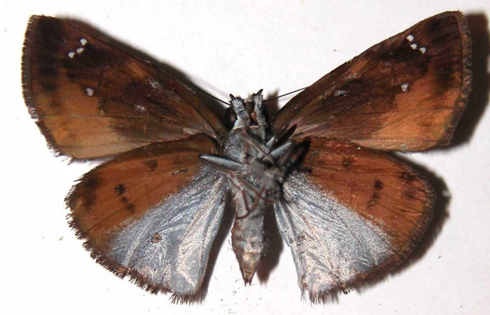 Figura 13. Adulto hembra de <i>Zera hosta</i> (Hesperiidae) vista ventral. Voucher 02-SRNP-24501-DHJ36655.jpg.