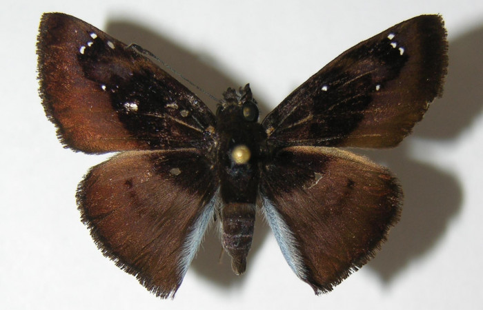 Figura 14. Adulto macho de <i>Zera hosta</i> (Hesperiidae) vista dors6l. Voucher 03-SRNP-3007-DHJ340934.jpg.