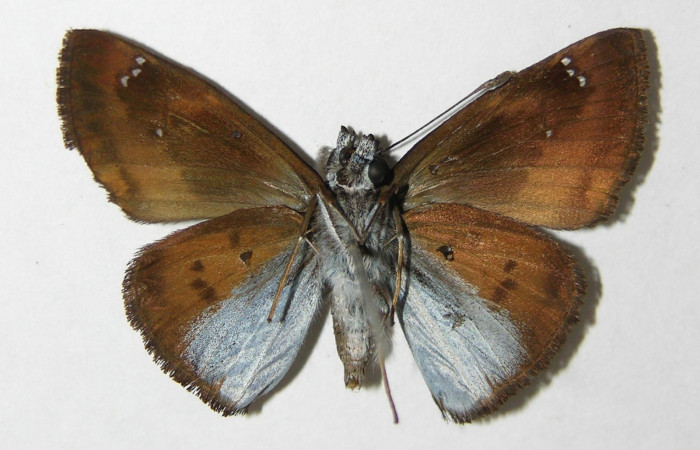 Figura 15. Adulto hembra de <i>Zera hosta</i> (Hesperiidae) vista ventral. Voucher 03-SRNP-3007-DHJ340935.jpg.