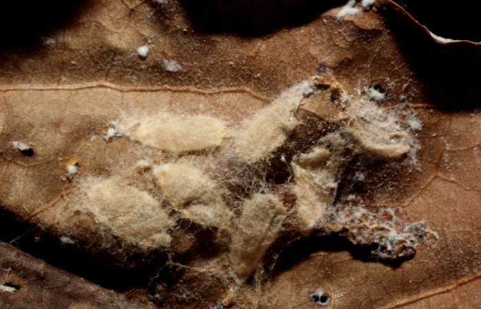 Figura 16. Parásito de <i>Zera hosta</i> (Hesperiidae) de la familia Braconidae, hormJanzen01 Janzen01. Voucher 12-SRNP-67928-DHJ804272.jpg.