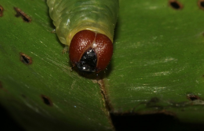 Figura 9. <i>Zera hosta</i> (Hesperiidae) en último estadio, posición dorsal, Sector Pitilla, Ingas. Voucher 17-SRNP-30144-DHJ735866.jpg.