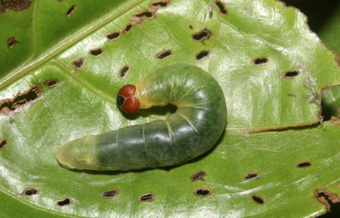 Figura 8. <i>Zera hosta</i> (Hesperiidae) en último estadio, posición dorsal, Sector Pitilla, Ingas. Voucher 17-SRNP-30144-DHJ735868.jpg.