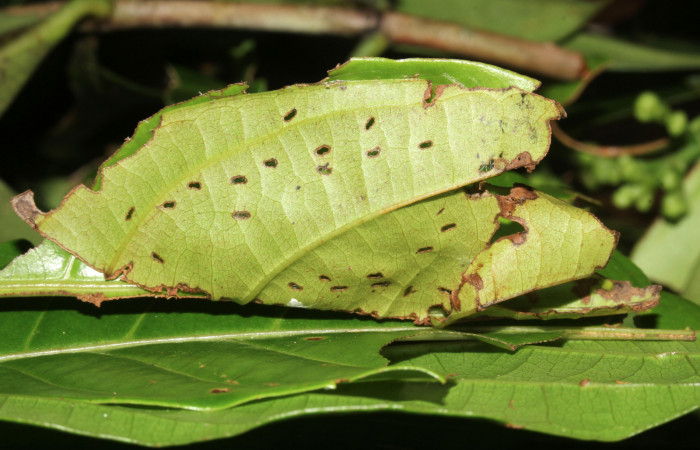 Figura 3. Casita de <i>Zera hosta</i> (Hesperiidae) en último estadio, Sector Pitilla, Ingas. Voucher 17-SRNP-30144-DHJ735872.jpg.
