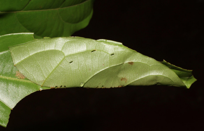 Figura 2. Casita de <i>Zera hosta</i> (Hesperiidae) tercer estadio, Sector San Cristóbal, Río Blanco. Voucher 18-SRNP-2256-DHJ705676.jpg.