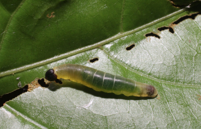 Figura 4. <i>Zera hosta</i> (Hesperiidae) tercer estadio, posición dorsal, Sector San Cristóbal, Río Blanco Abajo. Voucher 18-SRNP-2256-DHJ705680.jpg.