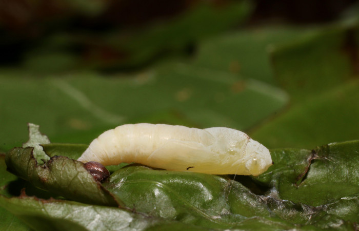 Figura 10. Pupa de <i>Zera hosta</i> (Hesperiidae) posición lateral. Voucher 18-SRNP-2256-DHJ705702.jpg.