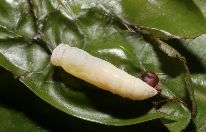 Figura 11. Pupa de <i>Zera hosta</i> (Hesperiidae) posición dorsal. Voucher 18-SRNP-2256DHJ705703.jpg.