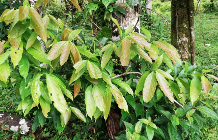 Figura 17. Planta Hospedera de <i>Zera hosta</i> (Hesperiidae) <i>Nectandra hihua</i> (Lauraceae) Sector San Cristóbal, Río Blanco Abajo. Foto Gloria Sihezar. Noviembre 2018.