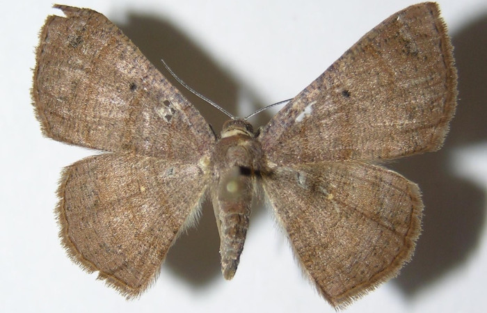 Figura 3. Adulto de <i>Parilexia</i> cermalaDHJ01 (hembra), vista dorsal. (05-SRNP-32821-DHJ325988).