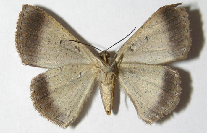 Figura 4. Adulto de <i>Parilexia</i> cermalaDHJ01 (hembra), vista ventral. (05-SRNP-32821-DHJ325989).