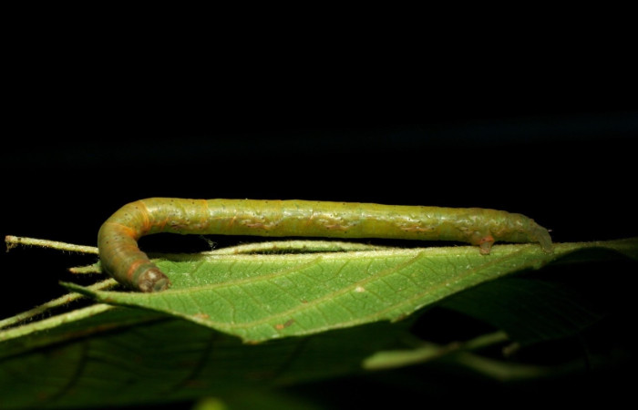 Figura 8. Larva <i>Parilexia</i> cermalaDHJ01
 Geometridae, vista lateral. (06-SRNP-31406-DHJ412577).