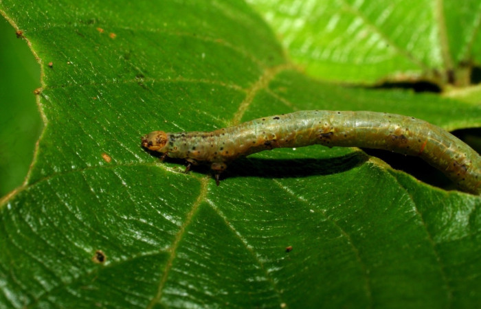 Figura 7. Larva <i>Parilexia</i> cermalaDHJ01, Geometridae, vista lateral. (06-SRNP-33021-DHJ416068).