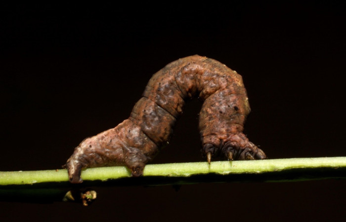 Fig. 16  Larva <i>Perilexia Amarantha</i>, vista lateral. Voucher. 10-SRNP-31245-DHJ471787.jpg.jpg