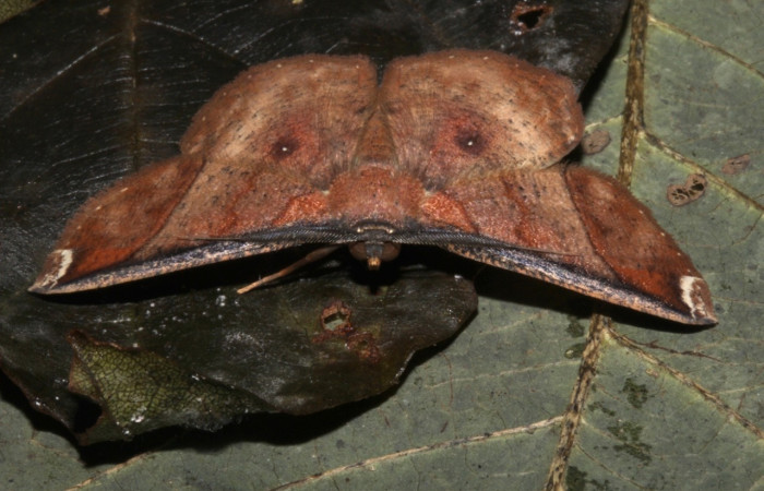 Fig. 19 Adulto <i>Perilexia Amarantha</i>, vista dorsal.  Obsérvese los punto en sus alas posteriores de ojos falsos. Voucher 18-SRNP-31453-DHJ746552.jpg.