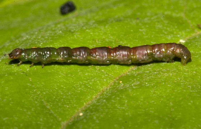 Figura 11. Prepupa de <i>Parilexia</i> cermalaDHJ01, Geometridae, vista dorsal,  (19-SRNP-30457-DHJ764012).